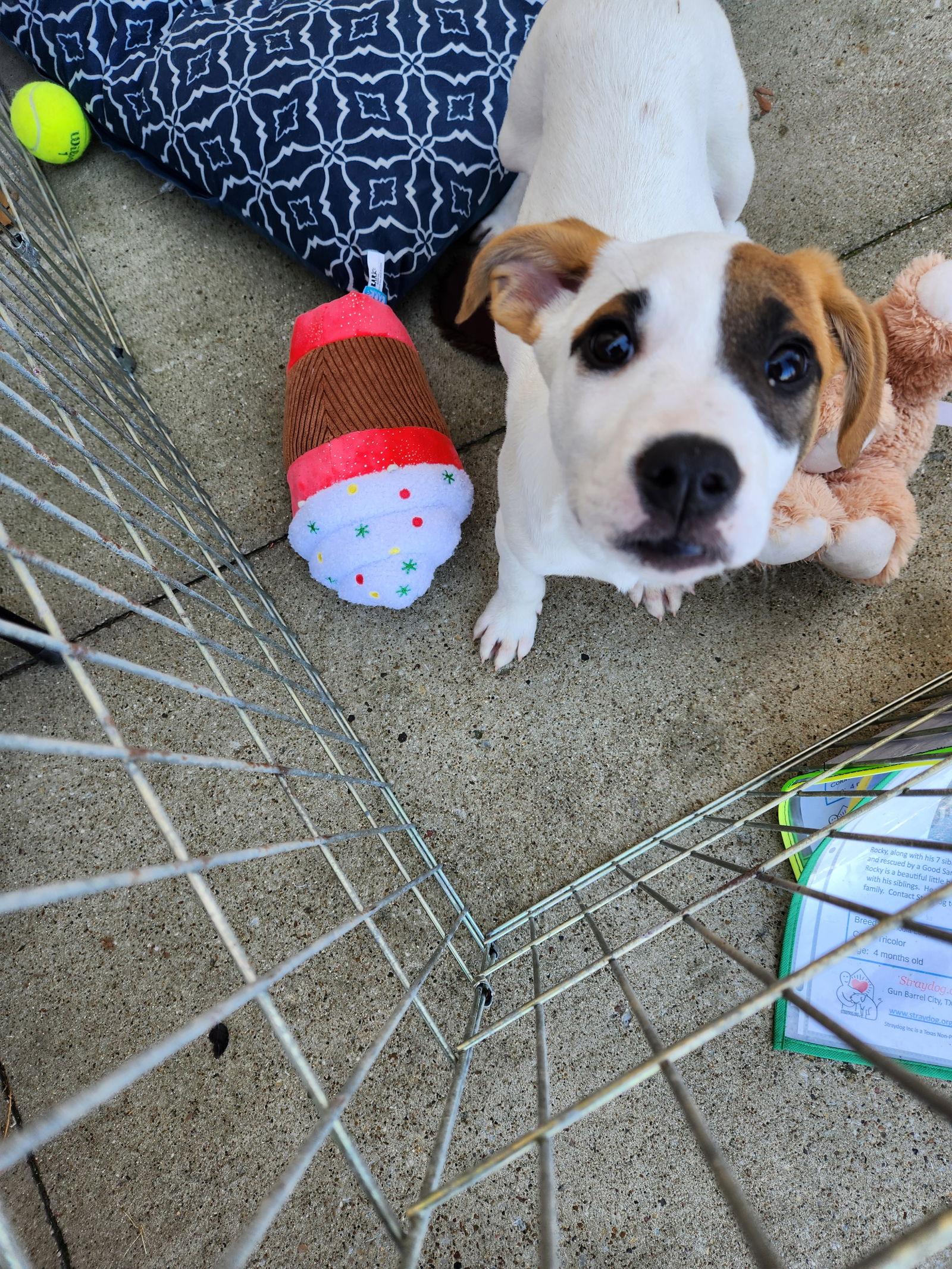 Enlarge Bandit, a Adoptable mixed breed in Gun Barrel City, TX image 2/3