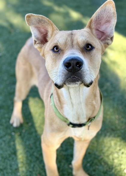 Eugene, a Adoptable mixed breed in Red Bluff, CA image 3/3