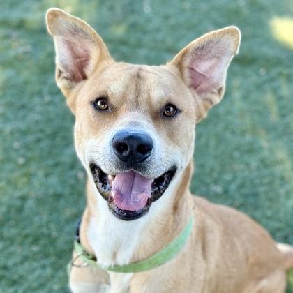 Eugene, Adoptable, Young Male Pit Bull Terrier & Shepherd.