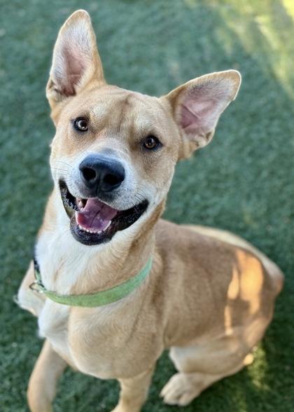 Eugene, a Adoptable mixed breed in Red Bluff, CA image 2/3
