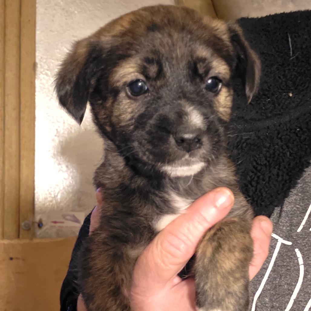 g 3 / Roxie, Adoptable, Puppy Female Airedale Terrier & Norfolk Terrier.