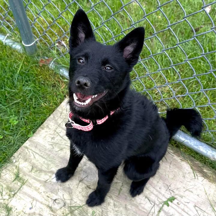 Enlarge Zeppelin, a Adopted Schipperke in Arlington, VT image 1/3