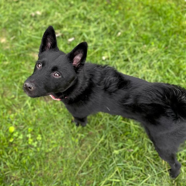 Enlarge Zeppelin, a Adopted Schipperke in Arlington, VT image 2/3