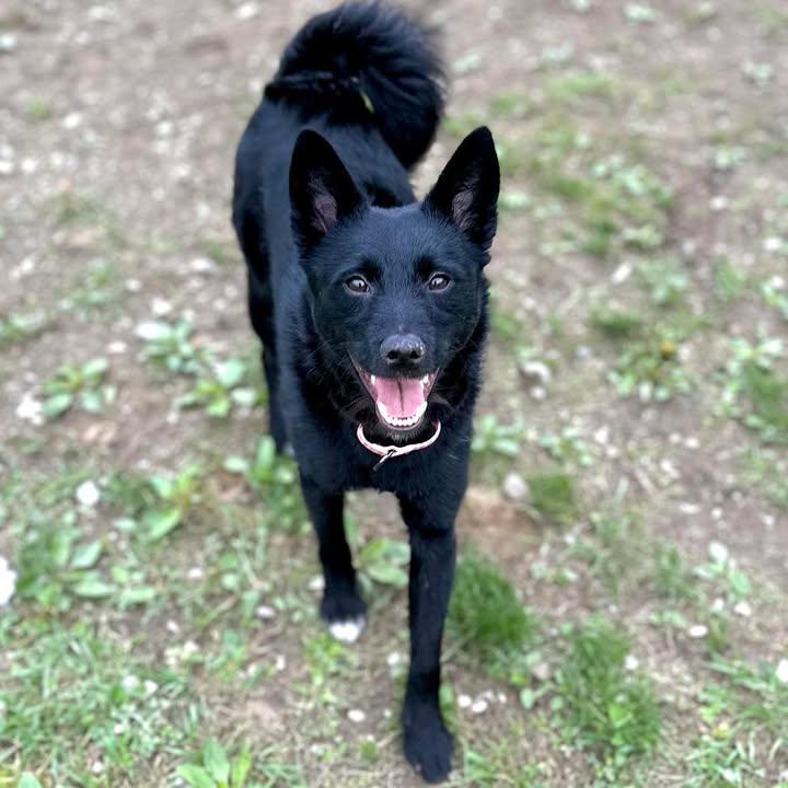 Enlarge Zeppelin, a Adopted Schipperke in Arlington, VT image 3/3