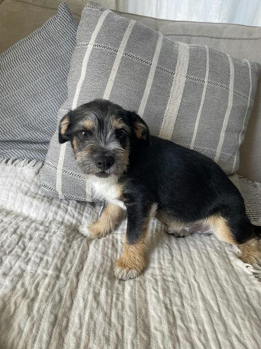 Enlarge Pierre, an adoptable mixed breed in Los Angeles, CA image 4/4