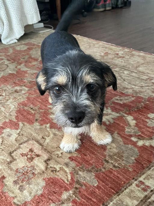 Enlarge Pierre, an adoptable mixed breed in Los Angeles, CA image 1/4