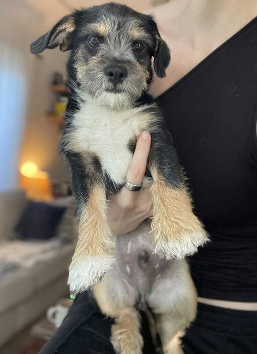 Enlarge Pierre, an adoptable mixed breed in Los Angeles, CA image 3/4