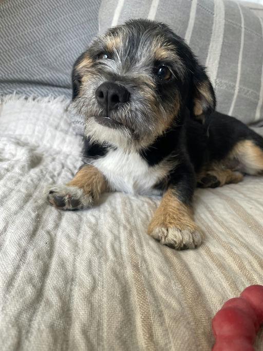 Enlarge Pierre, an adoptable mixed breed in Los Angeles, CA image 2/4