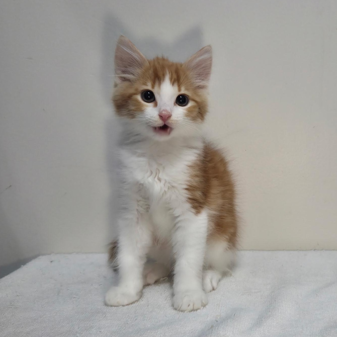 Enlarge Link -Preadoption ONLY, a Adoptable Domestic Medium Hair in Chilliwack, BC image 1/1