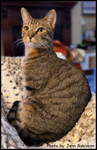 Enlarge Munchkin, a Adoptable mixed breed in Oak Ridge, TN image 1/3