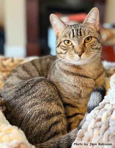 Enlarge Munchkin, a Adoptable mixed breed in Oak Ridge, TN image 2/3