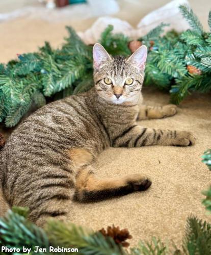 Enlarge Munchkin, a Adoptable mixed breed in Oak Ridge, TN image 1/3