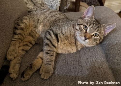 Enlarge Munchkin, a Adoptable mixed breed in Oak Ridge, TN image 2/3