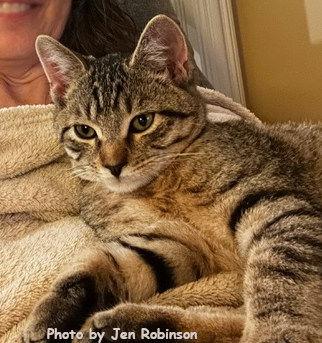 Enlarge Munchkin, a Adoptable mixed breed in Oak Ridge, TN image 3/3