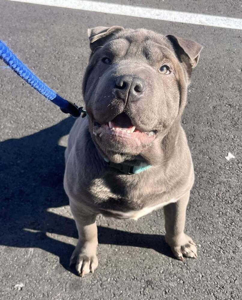 Bao, Adoptable, Puppy Male Shar-Pei & Mixed Breed.