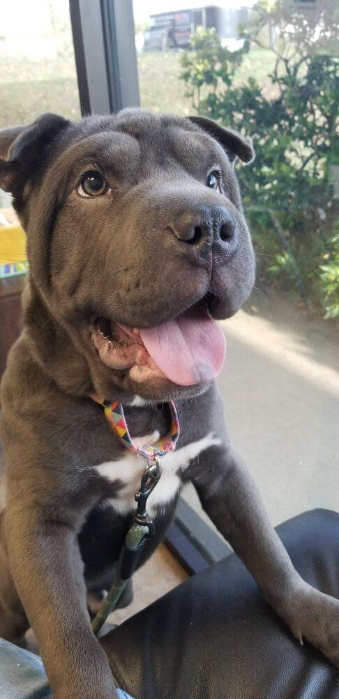 Enlarge Bao, a Adoptable mixed breed in Acworth, GA image 2/3