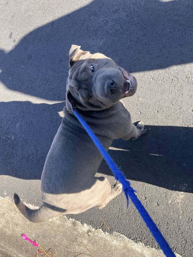 Enlarge Bao, a Adoptable mixed breed in Acworth, GA image 3/3
