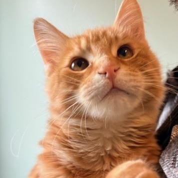 Enlarge Cupid and Arrow, an adopted Domestic Long Hair in Sweetwater, TN image 5/5