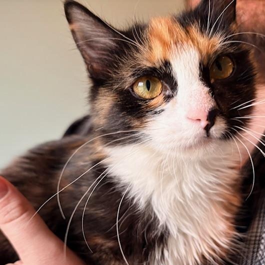 Enlarge Cupid and Arrow, an adopted Domestic Long Hair in Sweetwater, TN image 3/5