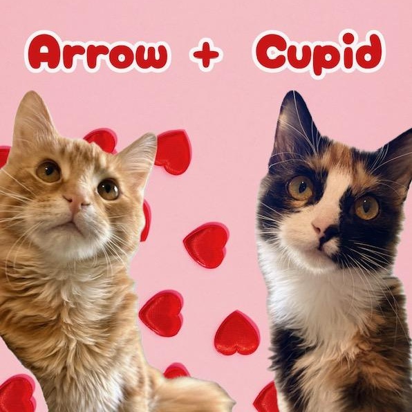 Cupid and Arrow, adopted, Kitten Female Domestic Long Hair.