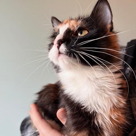 Enlarge Cupid and Arrow, an adopted Domestic Long Hair in Sweetwater, TN image 2/5