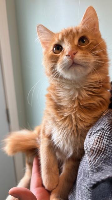 Enlarge Cupid and Arrow, an adopted Domestic Long Hair in Sweetwater, TN image 4/5