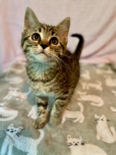 Sunflower, Adoptable, Kitten Female Domestic Short Hair & Tabby.