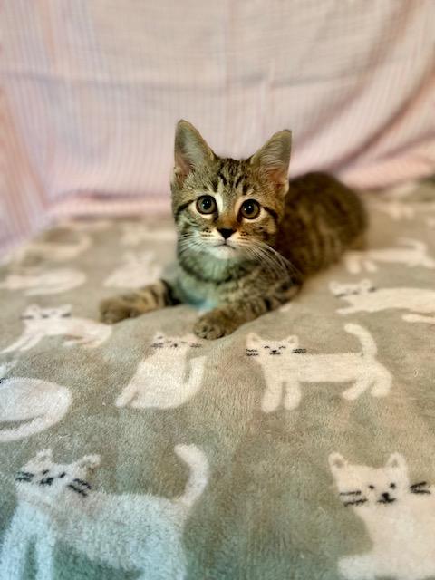 Enlarge Sunflower, a Adoptable mixed breed in Racine, WI image 3/5
