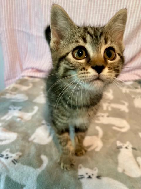 Enlarge Sunflower, a Adoptable mixed breed in Racine, WI image 2/5