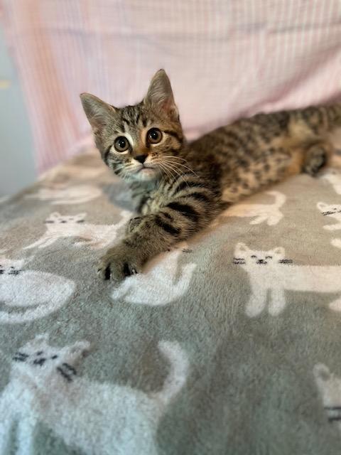 Enlarge Sunflower, a Adoptable mixed breed in Racine, WI image 4/5