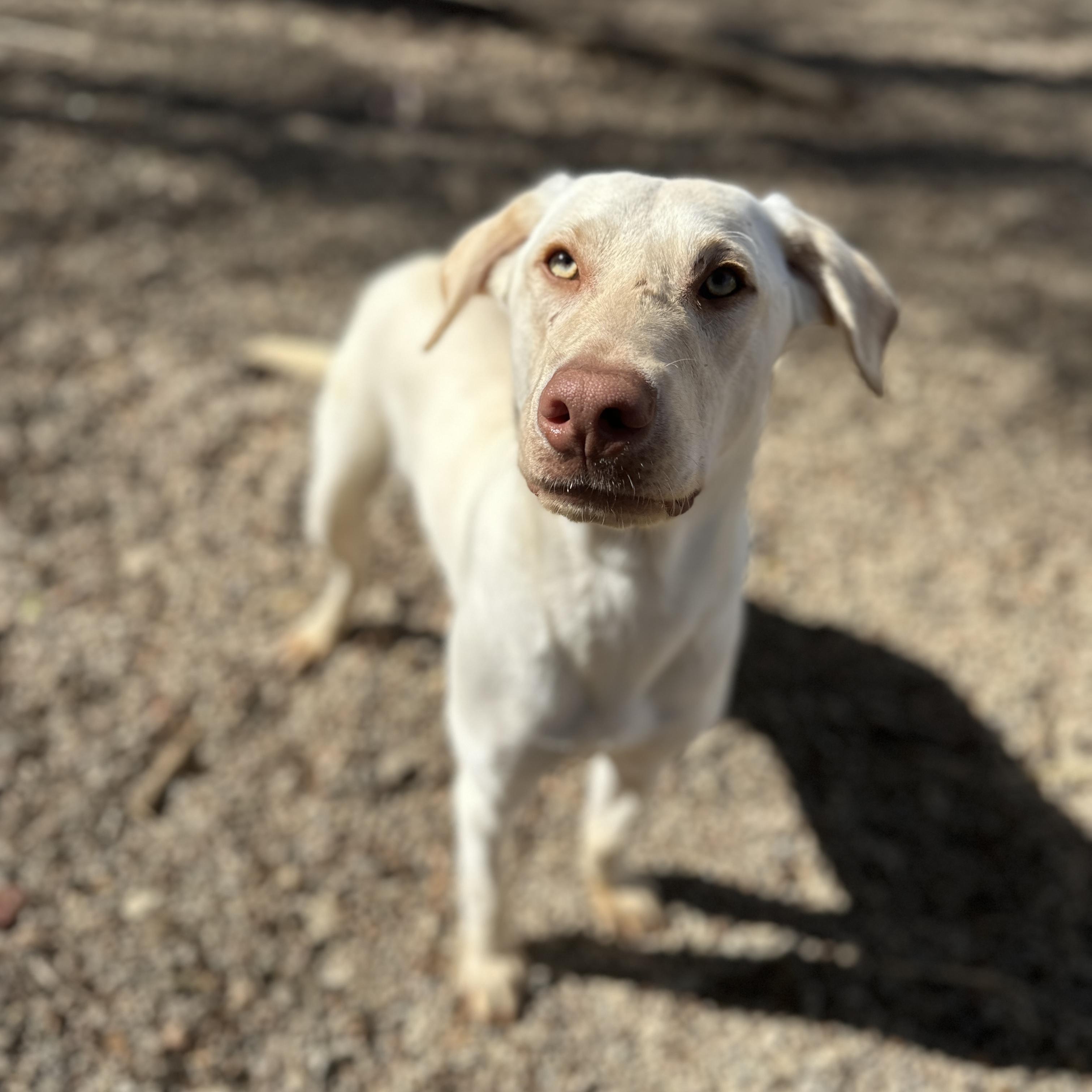 Letterman — thumbnail 4