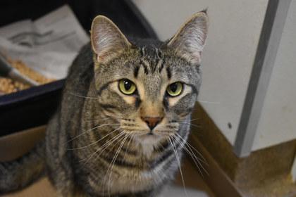 Sweet Pea, Adoptable, Adult Male Domestic Short Hair & Domestic Short Hair.