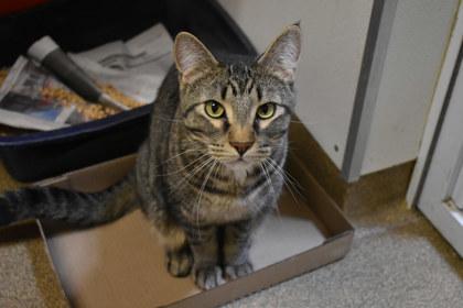 Sweet Pea, a Adoptable mixed breed in Kansas City, MO image 2/3