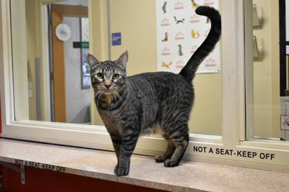 Sweet Pea, a Adoptable mixed breed in Kansas City, MO image 3/3