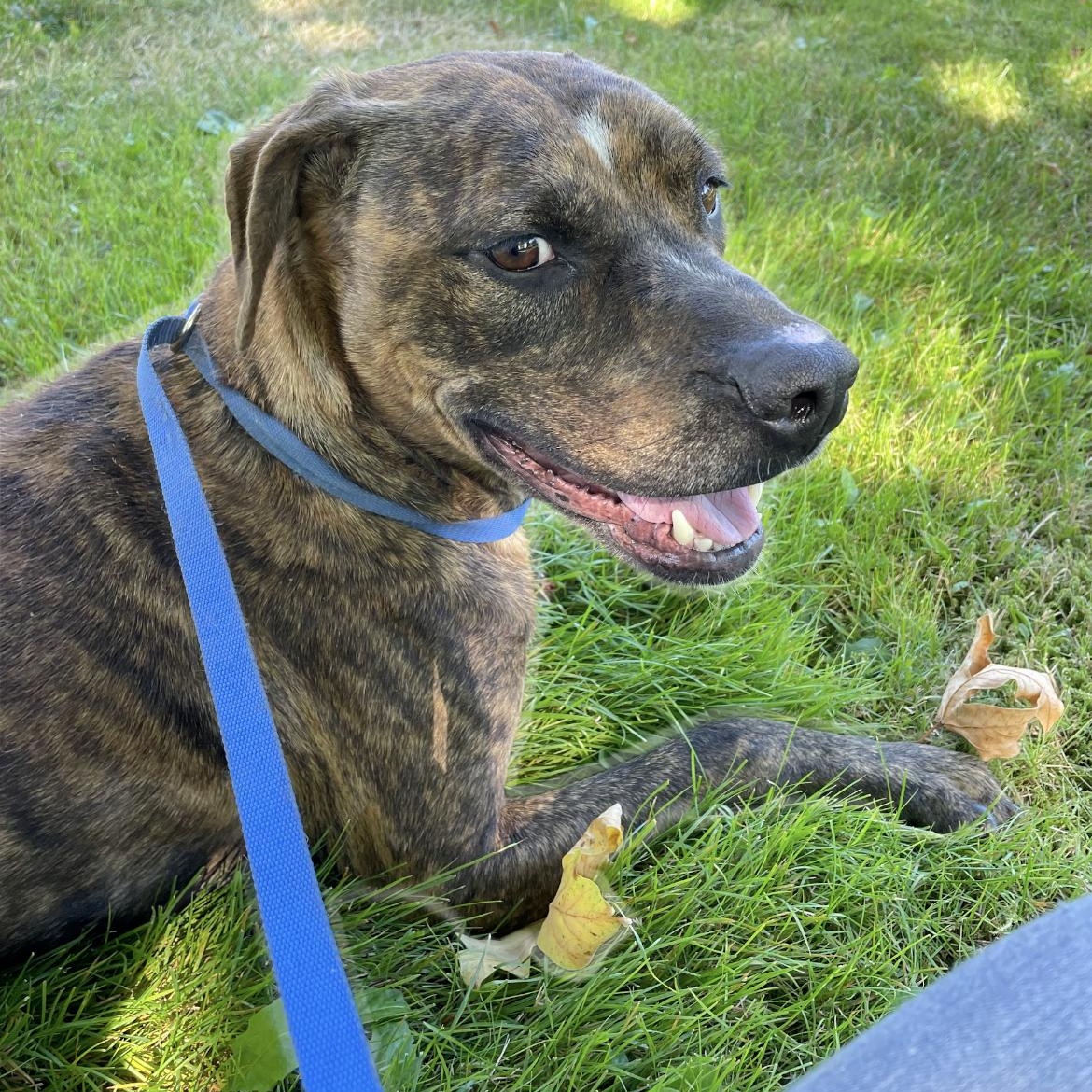 Brisbane, Adoptable, Adult Male Plott Hound & Boxer.