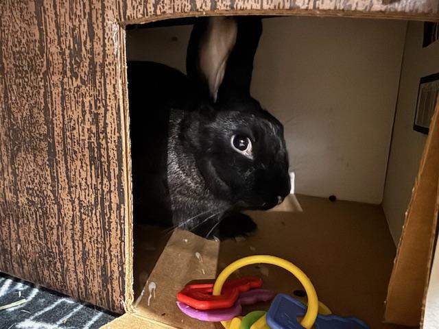 George, Adoptable, Young Male American.