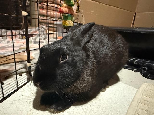 Enlarge George, a Adoptable mixed breed in Cleveland, OH image 2/2