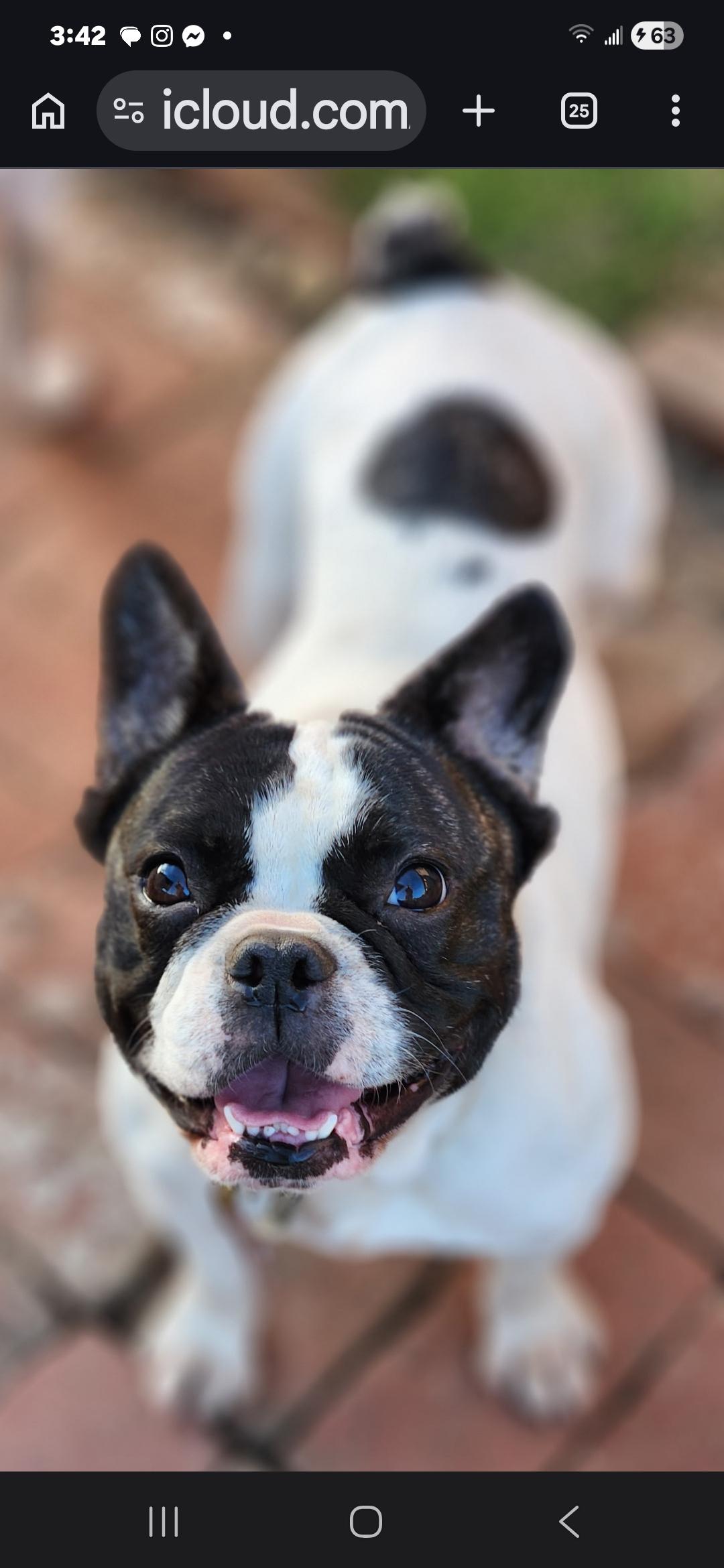 Bunny, an adopted French Bulldog in Hermosa Beach, CA image 1/3