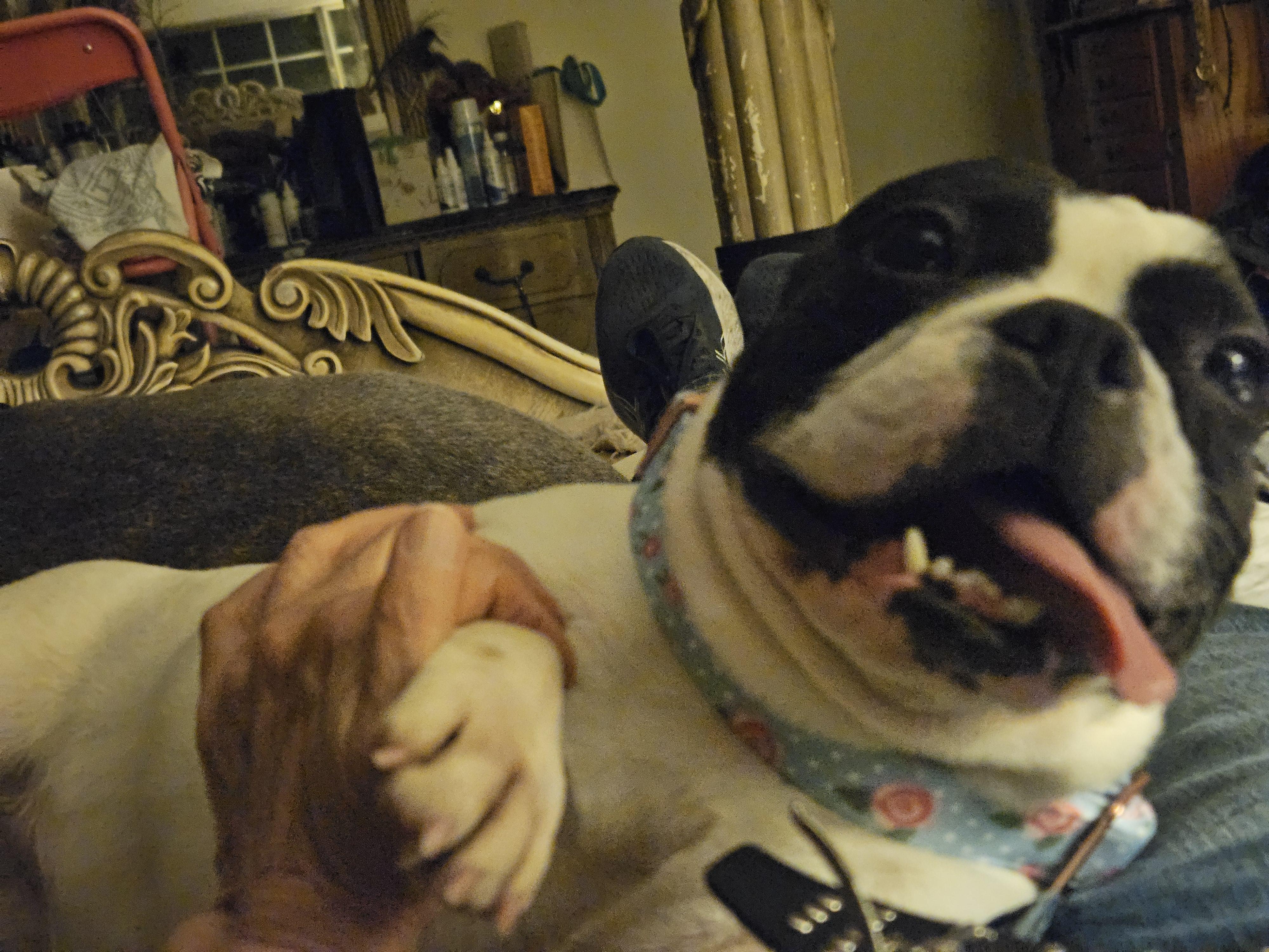 Bunny, an adopted French Bulldog in Hermosa Beach, CA image 3/3