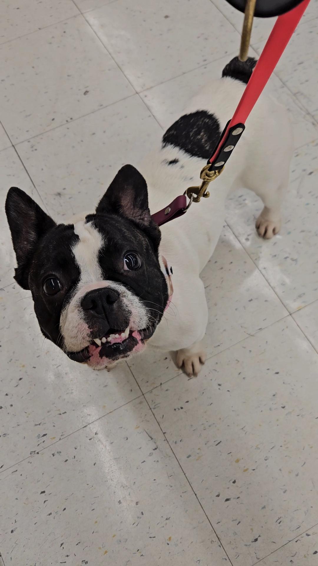 Bunny, an adopted French Bulldog in Hermosa Beach, CA image 2/3