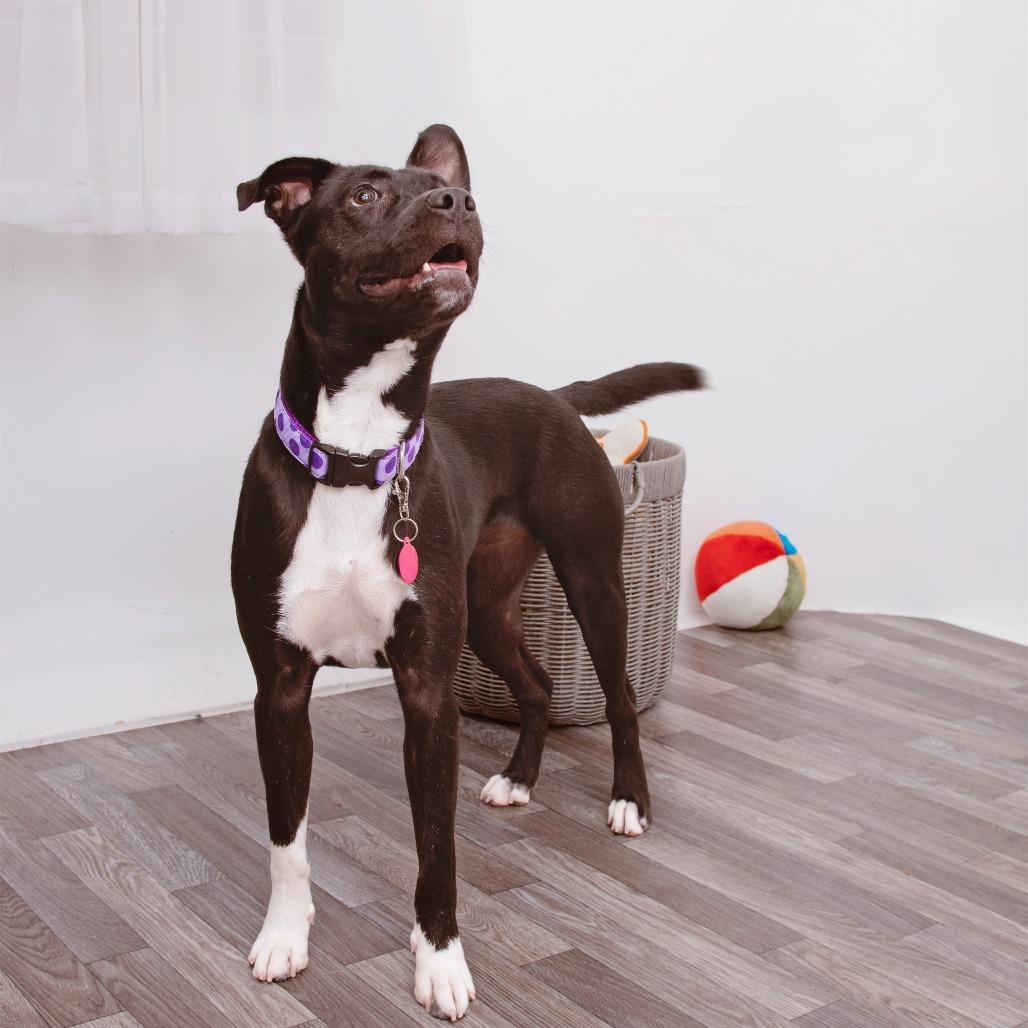 Maria, Adoptable, Young Female Pit Bull Terrier & Mixed Breed.