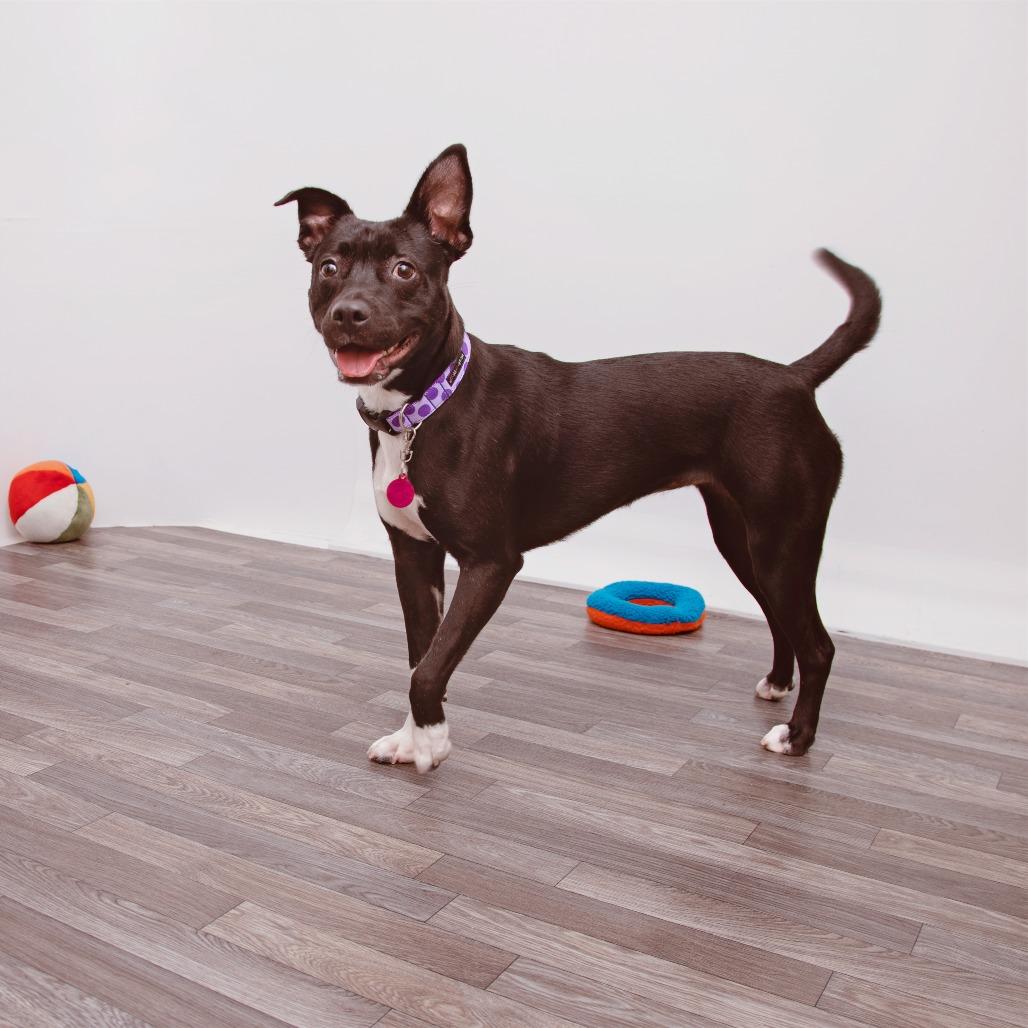 Enlarge Maria, a Adoptable mixed breed in Los Angeles, CA image 2/6