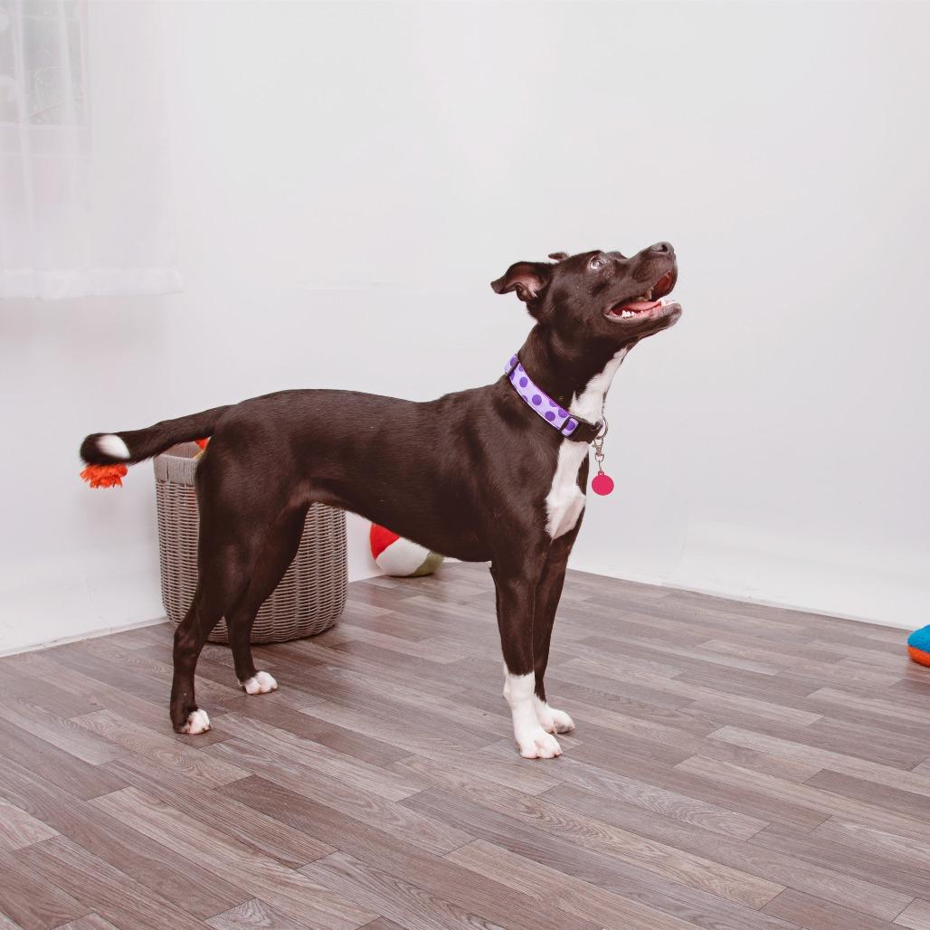 Enlarge Maria, a Adoptable mixed breed in Los Angeles, CA image 3/6