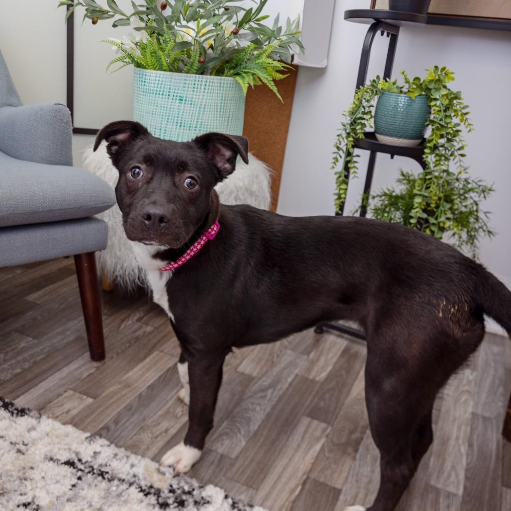 Enlarge Maria, a Adoptable mixed breed in Los Angeles, CA image 4/6