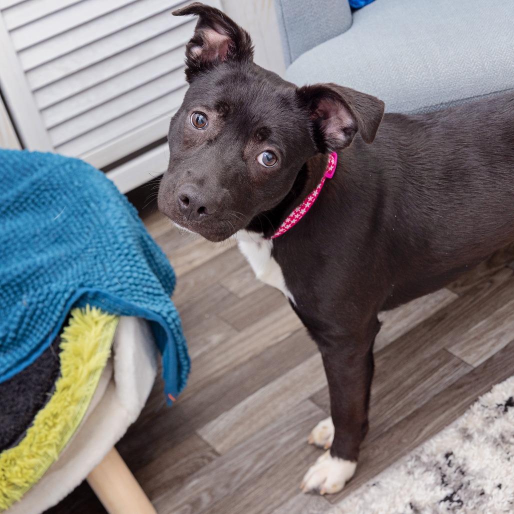 Enlarge Maria, a Adoptable mixed breed in Los Angeles, CA image 5/6