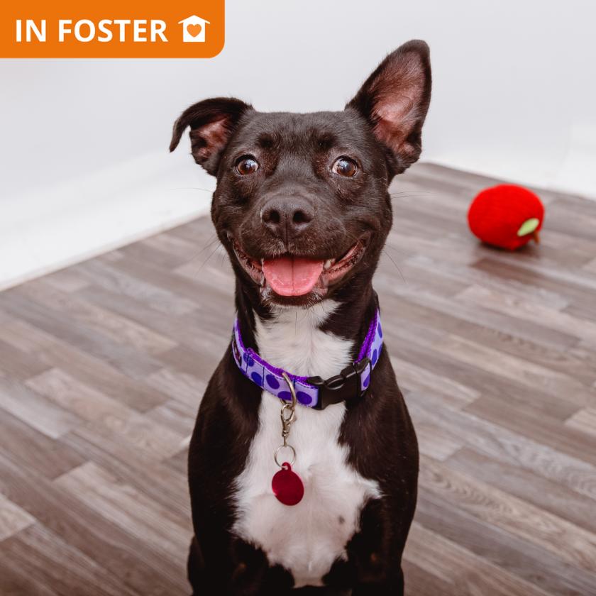 Enlarge Maria, a Adoptable mixed breed in Los Angeles, CA image 6/6