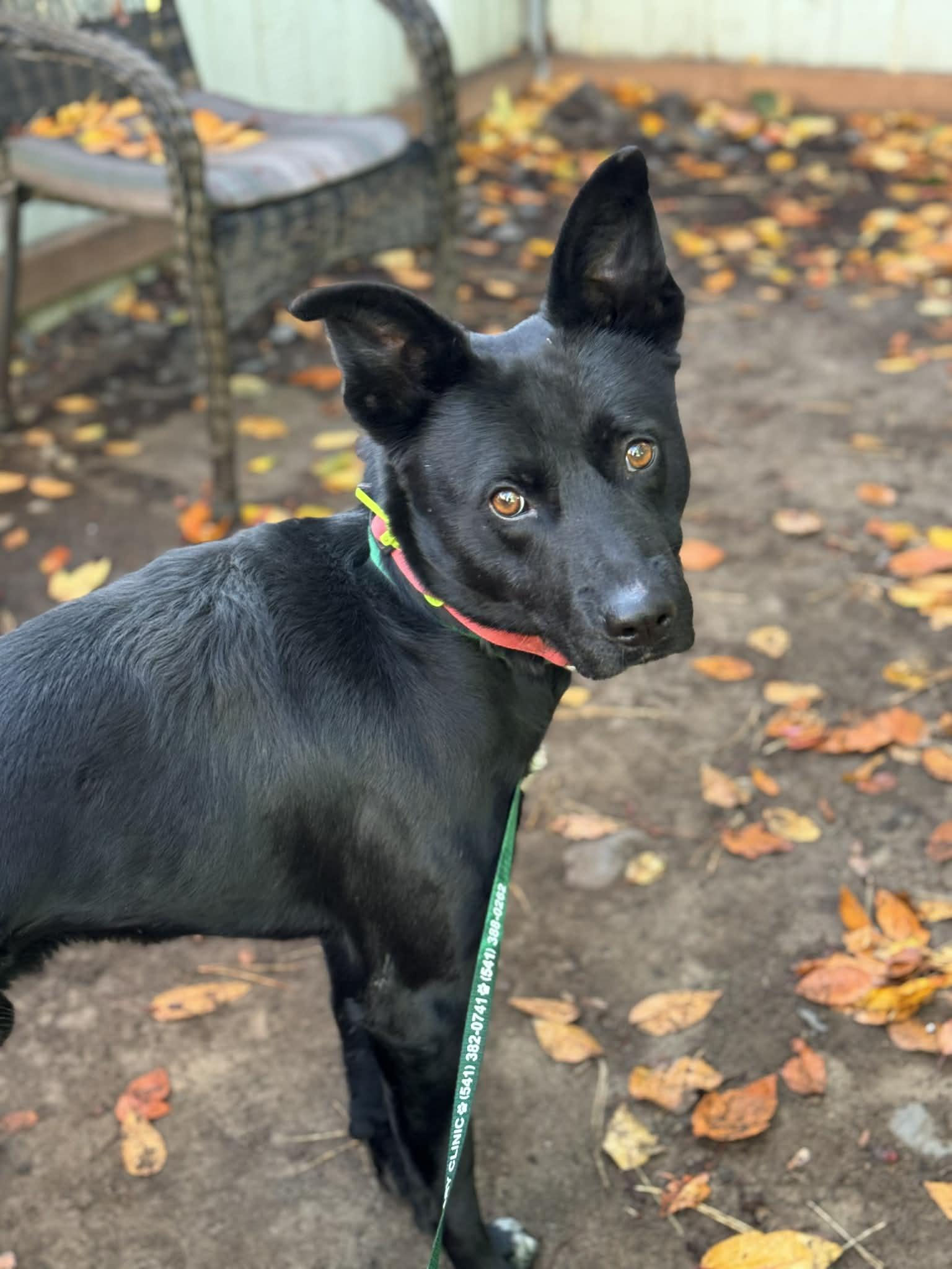 Turbo, ADOPTABLE, Young Male Border Collie & Australian Cattle Dog / Blue Heeler.