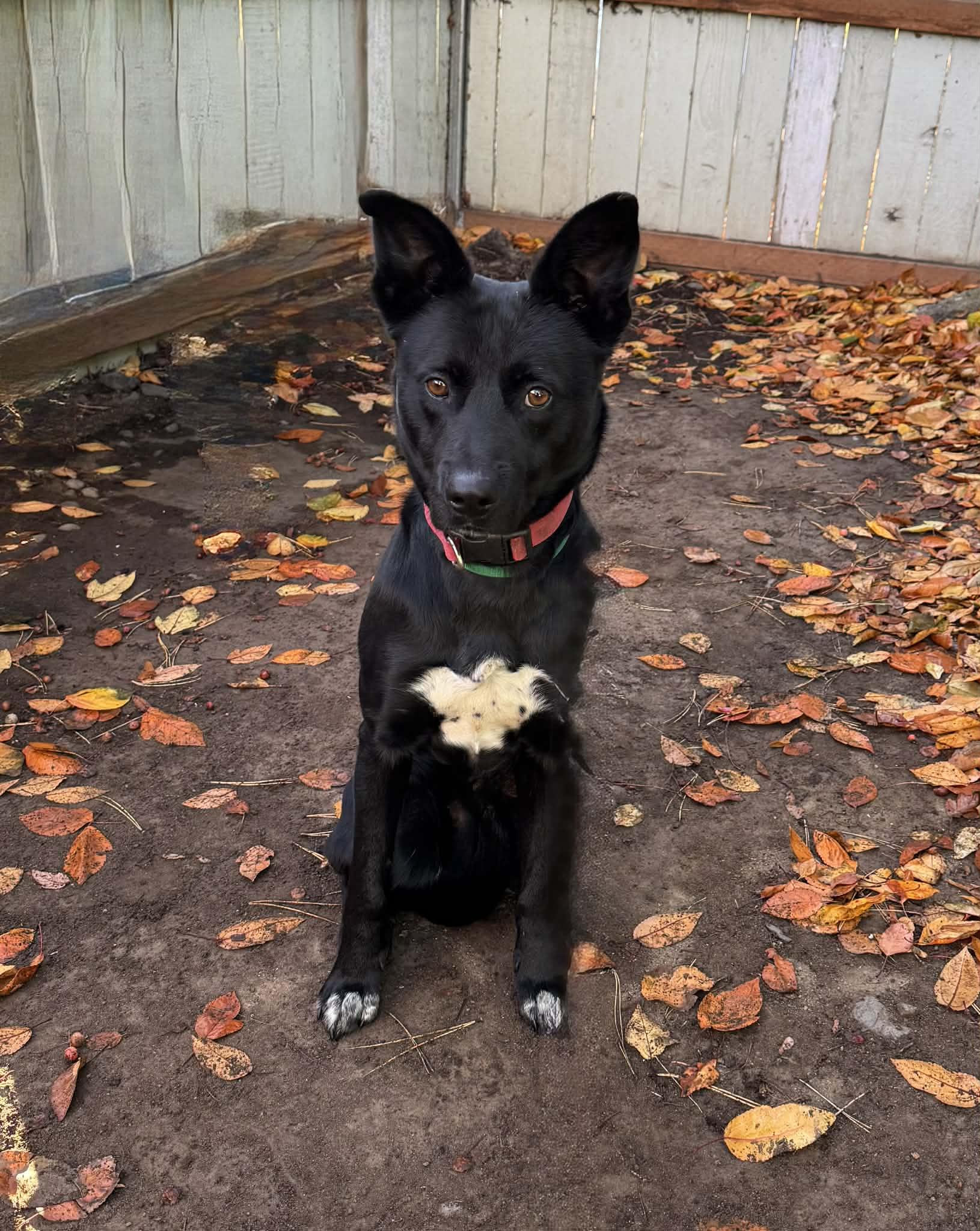 Enlarge Turbo, a ADOPTABLE mixed breed in Bend, OR image 2/6
