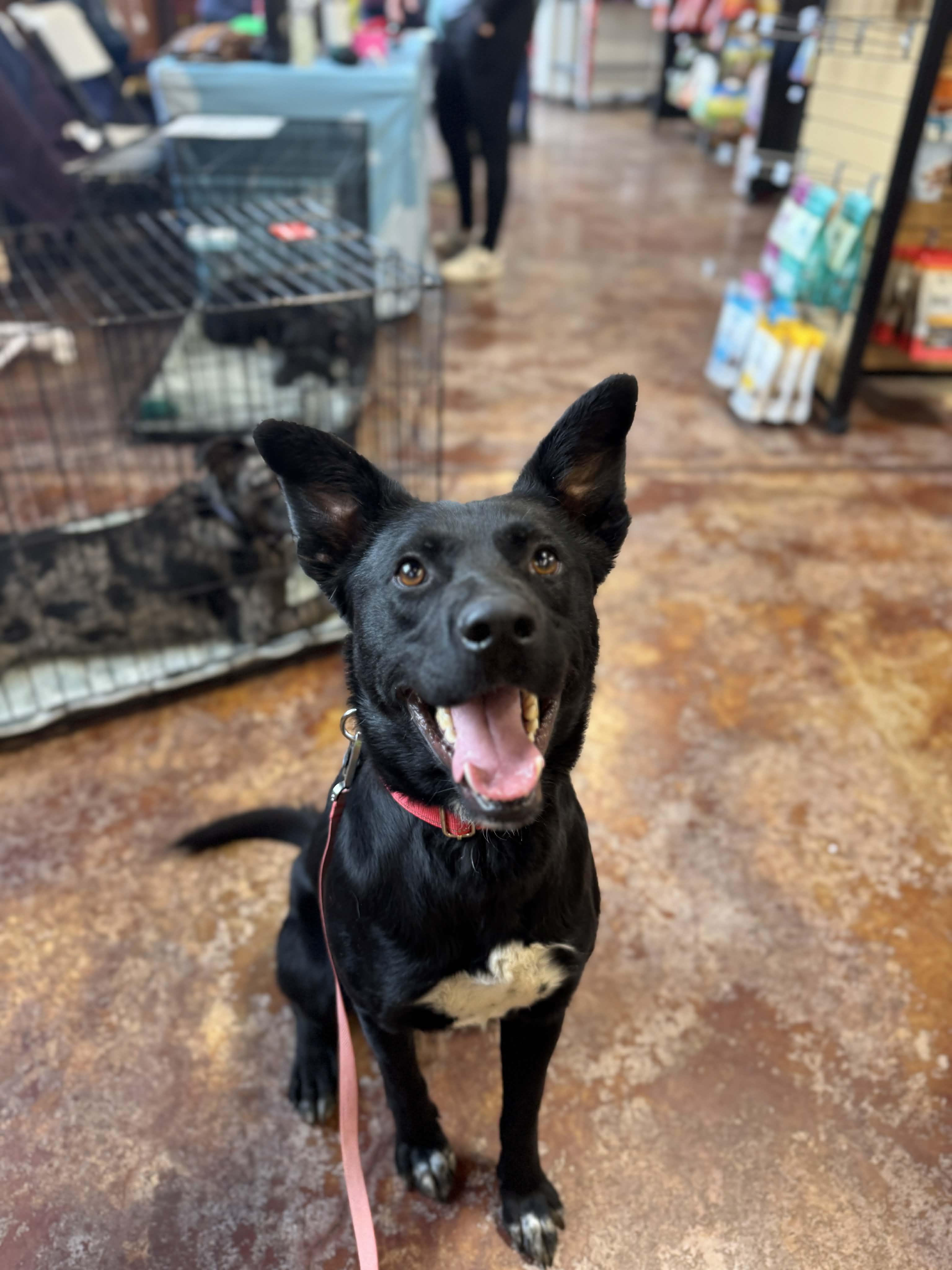 Enlarge Turbo, a ADOPTABLE mixed breed in Bend, OR image 1/5