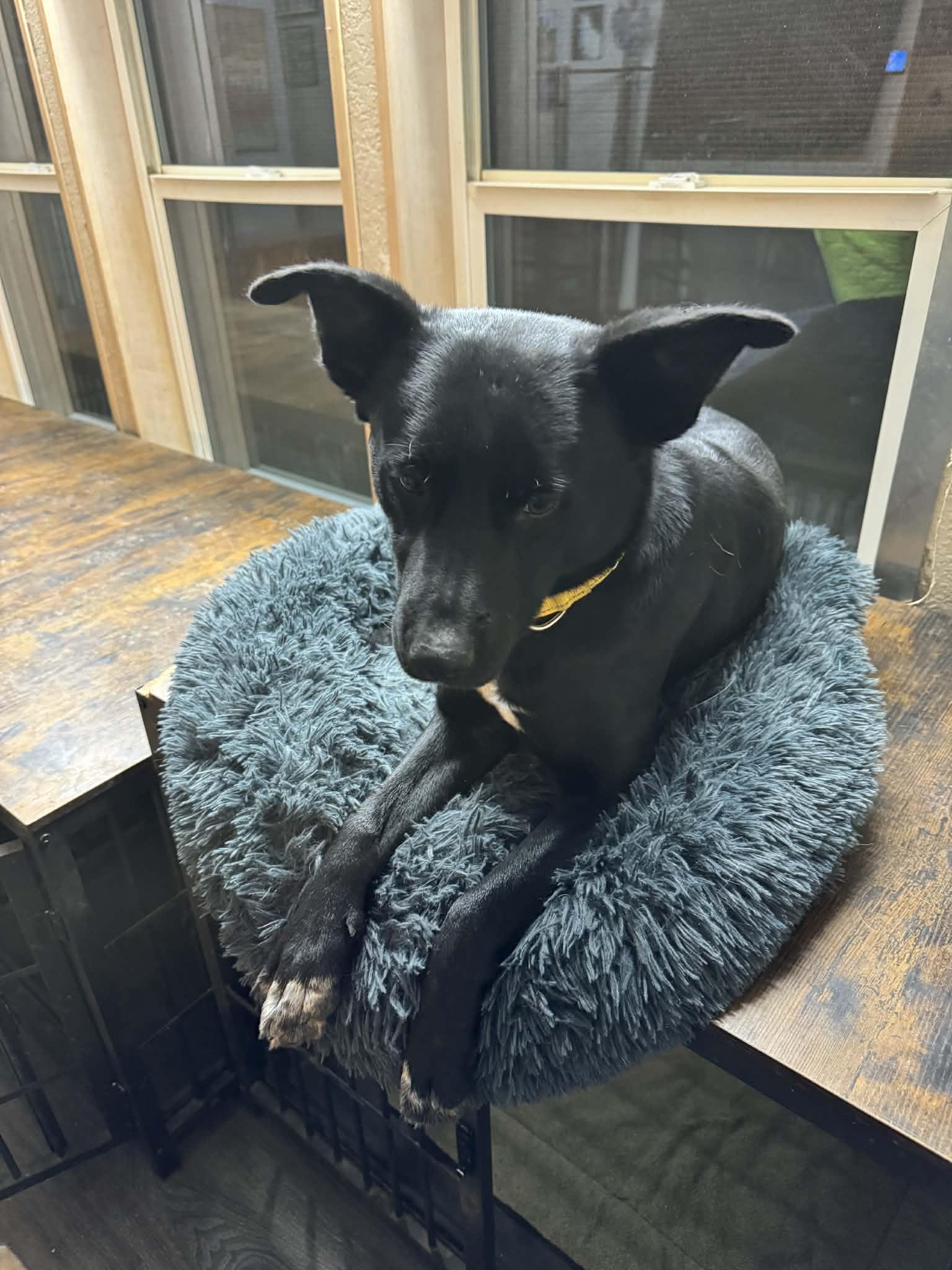 Enlarge Turbo, a ADOPTABLE mixed breed in Bend, OR image 3/6